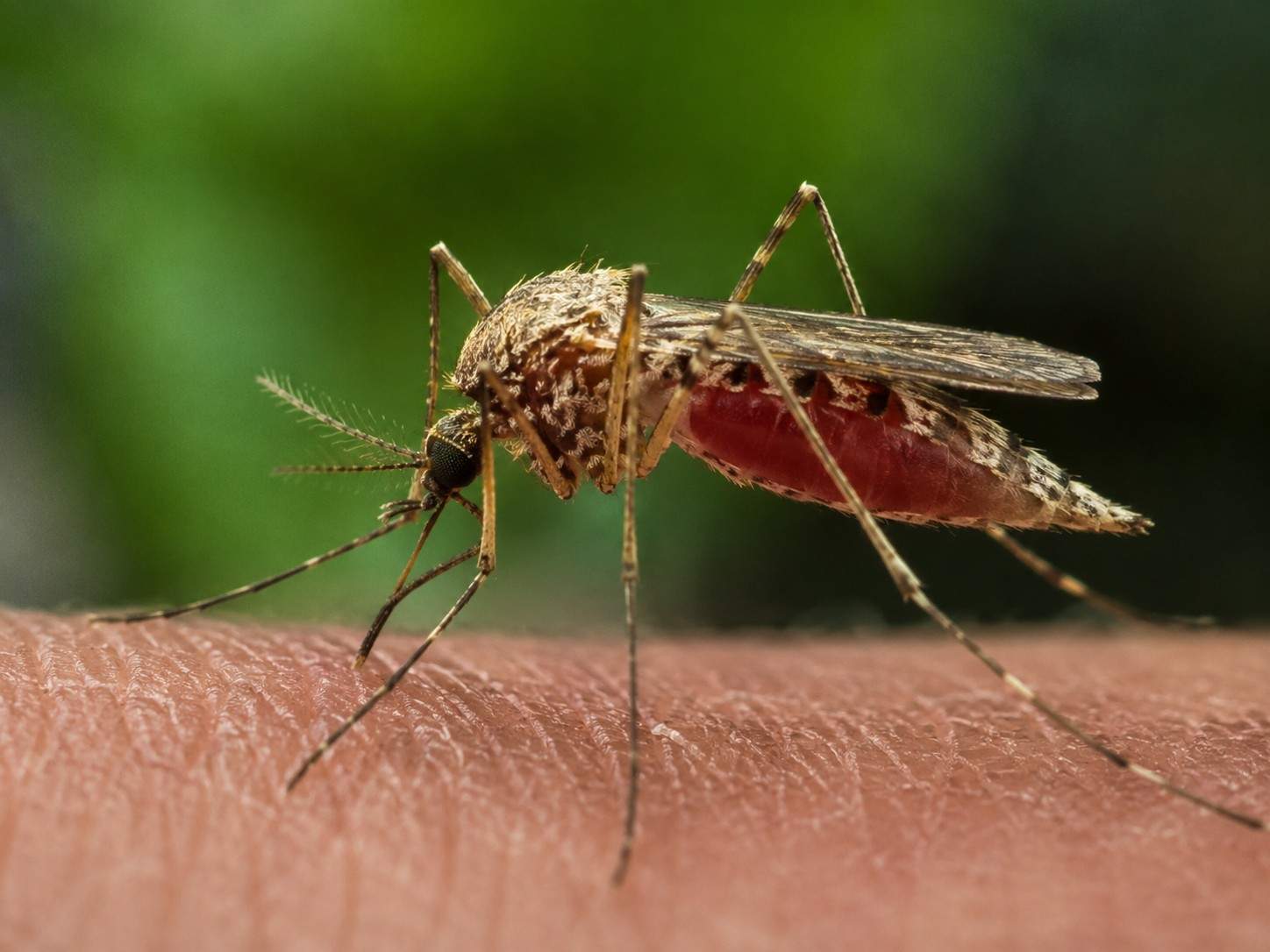 Waspada Malaria! Lindungi Diri dari Penyakit yang Ditularkan Nyamuk Anopheles